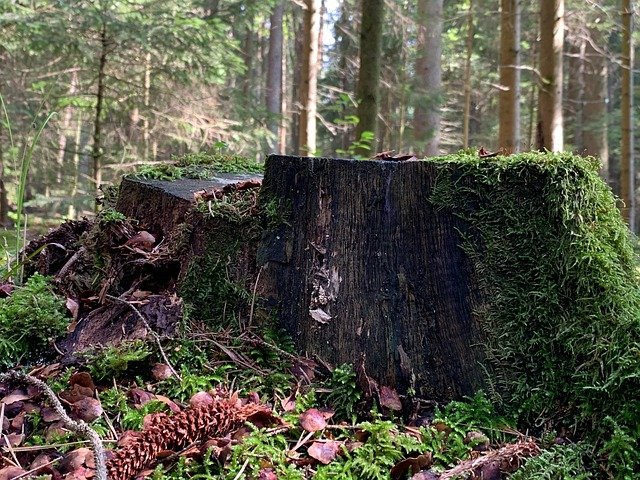 Professional Stump Grinding Equipment in Charlotte NC