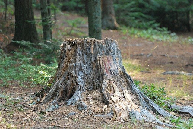 Emergency Storm Stump Removal Charlotte Storm Damage Uprooted Root Ball Grinding Charlotte NC