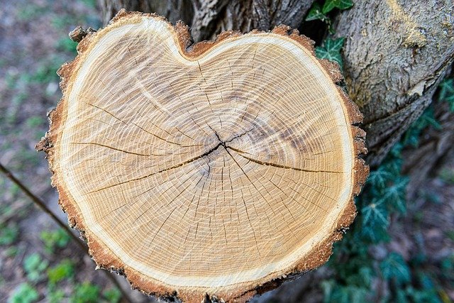 Tree Stump Grinding Service in Westerly Hills Charlotte NC