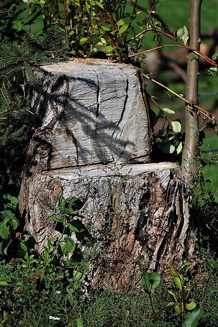 Tree Stump Grinding Service in Wilmore Charlotte NC