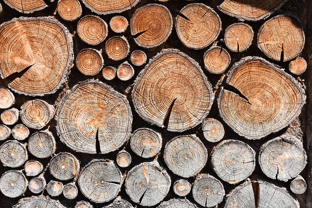 Tree Stump Grinding Service in Tryon Hills Charlotte NC