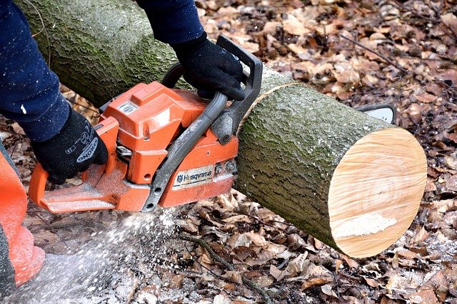 Tree Stump Grinding Service in Sherwood Forest Charlotte NC