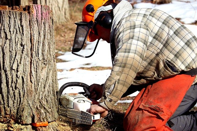 Tree Stump Grinding Service in Parkdale Charlotte NC
