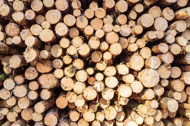 Tree Stump Grinding Service in Oakhurst Charlotte NC
