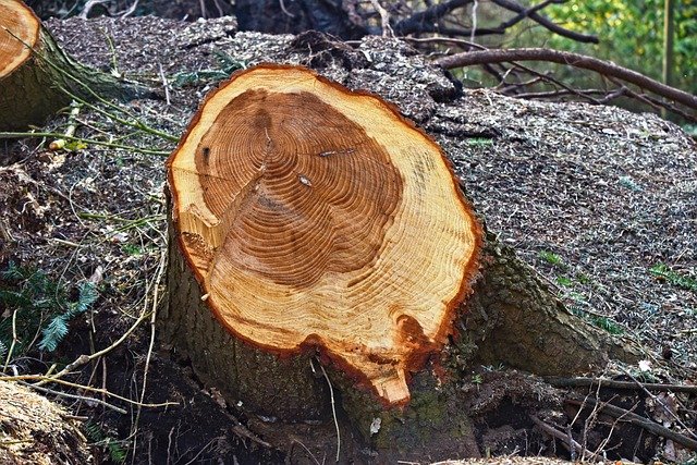 Tree Stump Grinding Service in Lockwood Charlotte NC