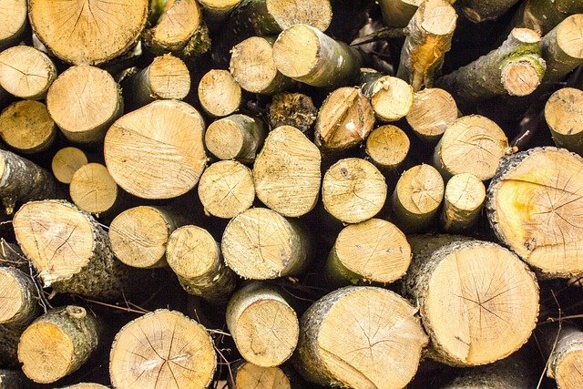 Tree Stump Grinding Service in Grove Park Charlotte NC