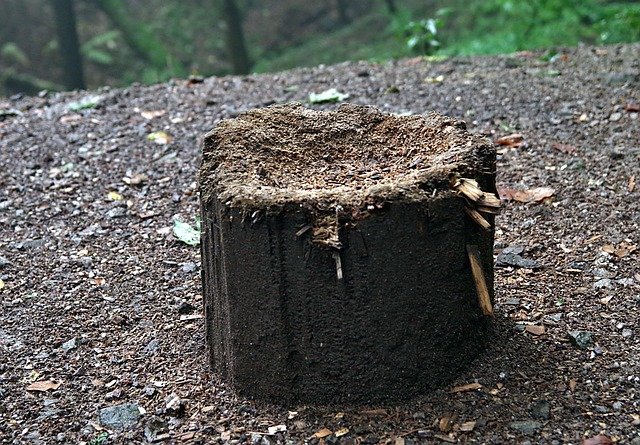 Tree Stump Grinding Service in Coventry Woods Charlotte NC