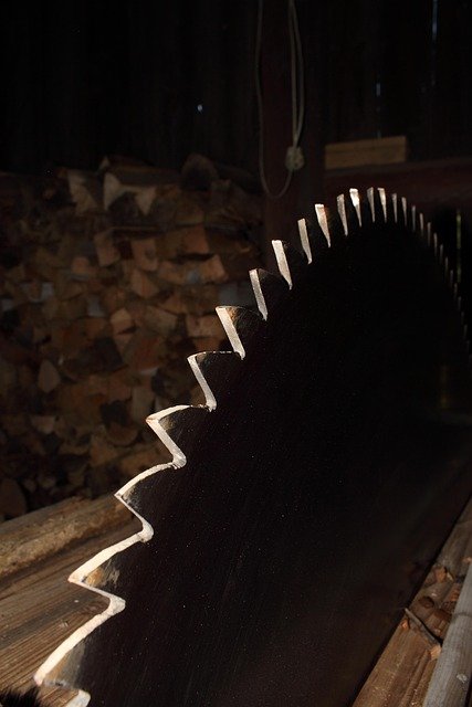 Tree Stump Grinding Service in Cherry Charlotte NC