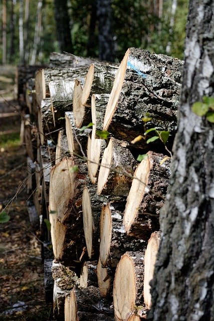Tree Stump Grinding Service in Ballantyne Charlotte NC