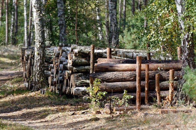 Tree Stump Grinding Service in Eastover Charlotte NC