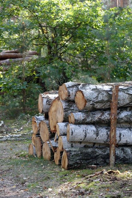 Tree Stump Grinding Service in Steele Creek Charlotte NC