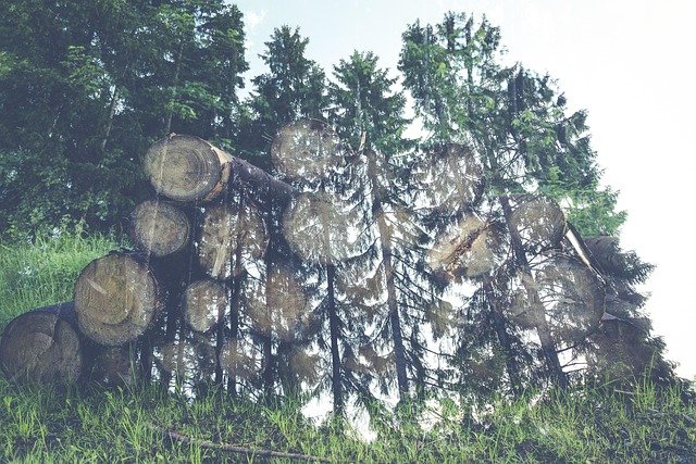 Tree Stump Grinding Service in Hidden Valley Charlotte NC