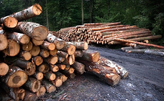 Tree Stump Grinding Service in University Park Charlotte NC