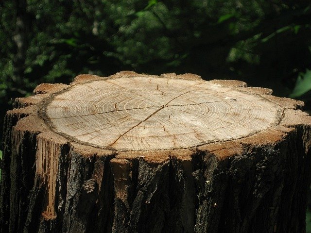 Tree Stump Grinding Service in Camp Greene Charlotte NC
