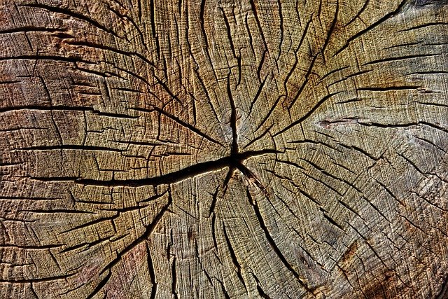 Tree Stump Grinding Service in Enderly Park Charlotte NC