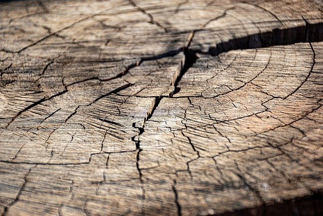Tree Stump Grinding Service in Biddleville Charlotte NC