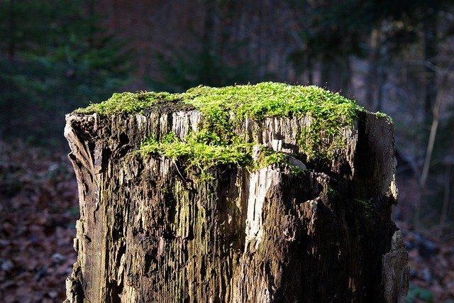 Tree Stump Grinding Service in Newell Charlotte NC